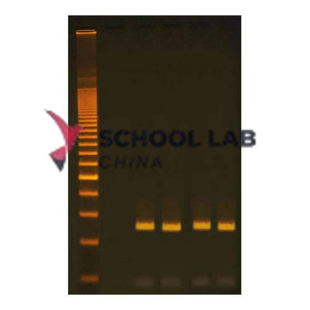 EDVOTEK Human DNA Typing Using PCR Kit